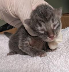 Shelter Stray Female Cat last seen Near BLOCK HOLLOW BIRCH DR., 2020 Forest St, Jacksonville, FL 32204, USA