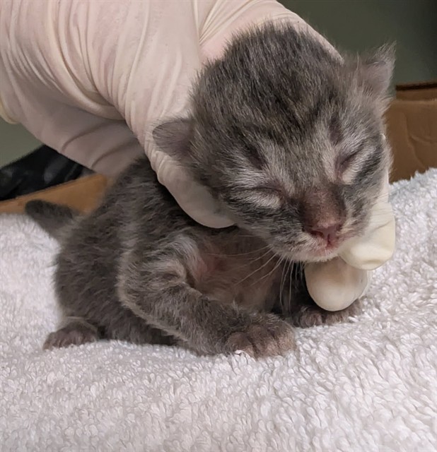 Shelter Stray Female Cat last seen Near BLOCK HOLLOW BIRCH DR., 2020 Forest St, Jacksonville, FL 32204, USA