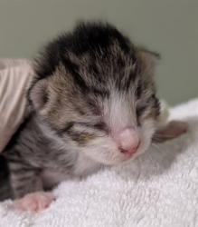 Shelter Stray Male Cat last seen Near BLOCK HOLLOW BIRCH DR., 2020 Forest St, Jacksonville, FL 32204, USA