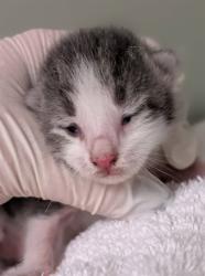 Shelter Stray Male Cat last seen Near BLOCK HOLLOW BIRCH DR., 2020 Forest St, Jacksonville, FL 32204, USA