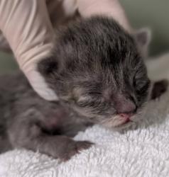 Shelter Stray Female Cat last seen Near BLOCK HOLLOW BIRCH DR., 2020 Forest St, Jacksonville, FL 32204, USA