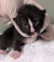 Shelter Stray Male Cat last seen Near BLOCK HOLLOW BIRCH DR., 2020 Forest St, Jacksonville, FL 32204, USA