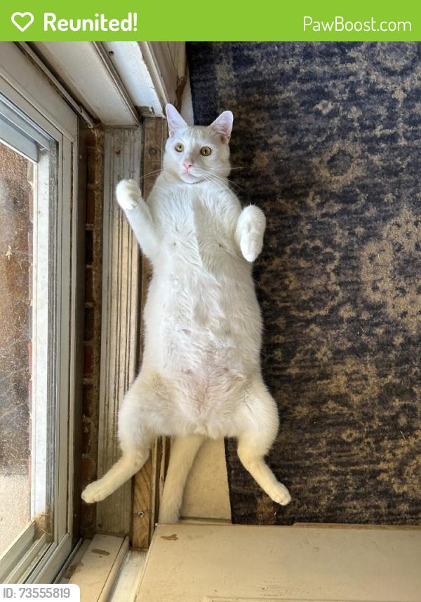 Reunited Male Cat last seen Near Cottonwood Trail, Shady Shores, TX 76208, USA, Shady Shores, TX 76208