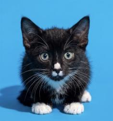 Shelter Stray Male Cat last seen Near BLOCK HAMILTON CIR, 2020 Forest St, Jacksonville, FL 32204, USA