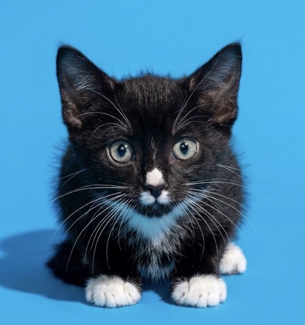 Shelter Stray Male Cat last seen Near BLOCK HAMILTON CIR, 2020 Forest St, Jacksonville, FL 32204, USA