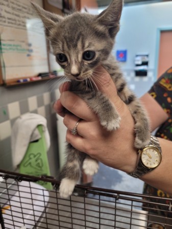 Shelter Stray Female Cat last seen , 957 N Gaffey St, San Pedro, CA 90731, USA
