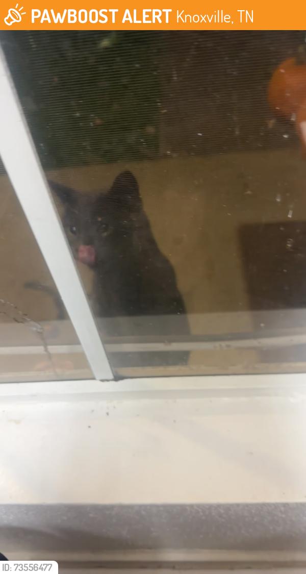 Found/Stray Male Cat last seen Steeplechase apmt homes, Knoxville, TN 37912