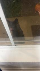 Found/Stray Male Cat last seen Steeplechase apmt homes, Knoxville, TN 37912