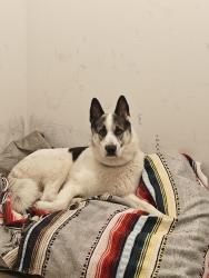 Found/Stray Male Dog last seen Dogwood Creek apmts (Dog Park), Collierville, TN 38017