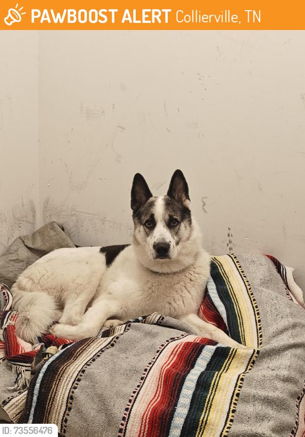 Found/Stray Male Dog last seen Dogwood Creek apmts (Dog Park), Collierville, TN 38017