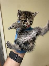 Shelter Stray Female Cat last seen FOLSOM BLVD & 65TH ST, 2127 Front St, Sacramento, CA 95818, USA