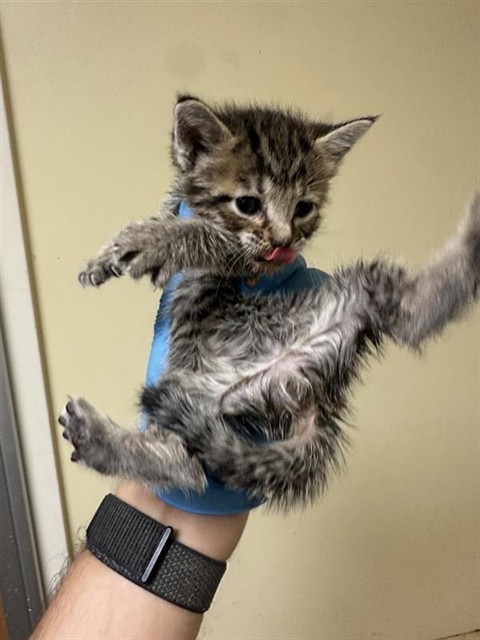 Shelter Stray Female Cat last seen FOLSOM BLVD & 65TH ST, 2127 Front St, Sacramento, CA 95818, USA