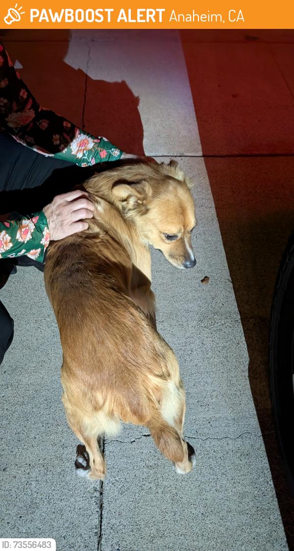 Found/Stray Unknown Dog last seen Orangethorpe and Holbrook, Anaheim, CA 92807