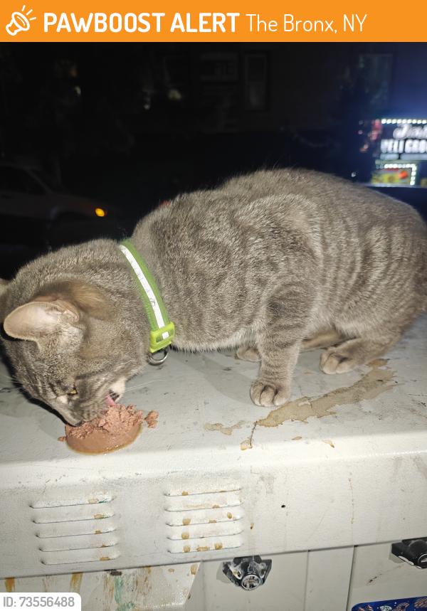 Found/Stray Male Cat last seen Near 299-251 E 180th St, Bronx, NY 10457, The Bronx, NY 10457
