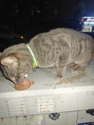 Found/Stray Male Cat last seen Near 299-251 E 180th St, Bronx, NY 10457, The Bronx, NY 10457