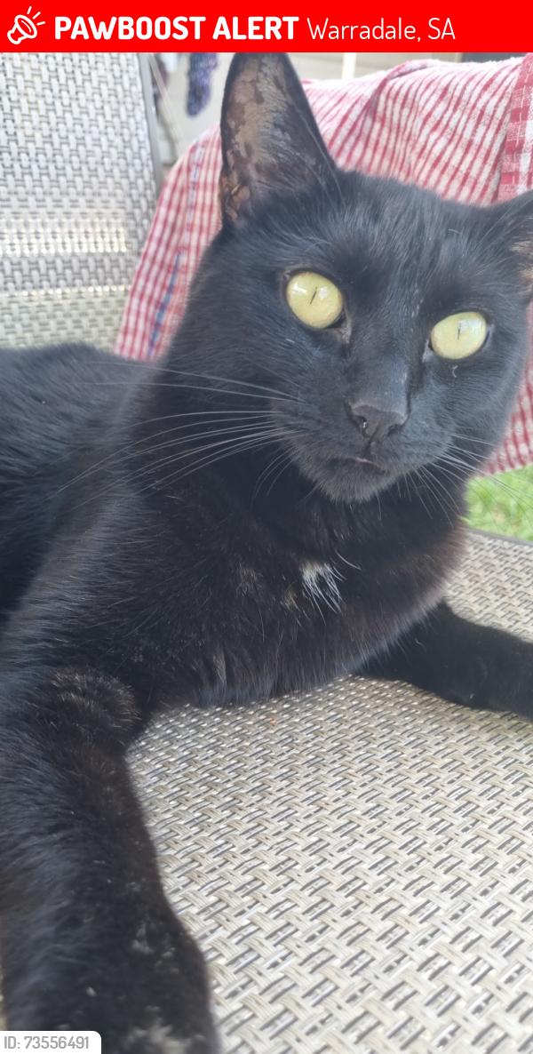 Lost Female Cat last seen Sunshine avenue, Warradale, SA 5046