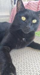 Lost Female Cat last seen Sunshine avenue, Warradale, SA 5046