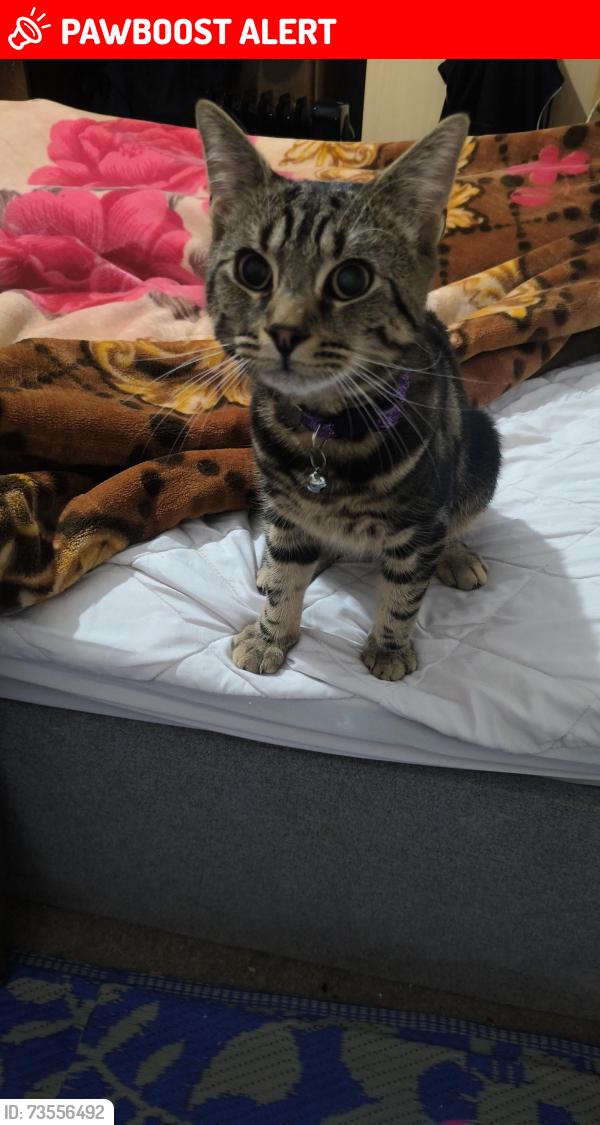 Lost Male Cat last seen Pickford Gardens, Berkshire, England SL1 3GG