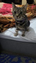 Lost Male Cat last seen Pickford Gardens, Berkshire, England SL1 3GG