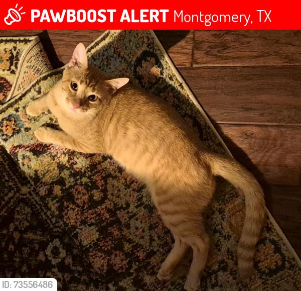 Lost Male Cat last seen Pike Mill Pl, Montgomery, TX 77316