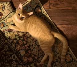Lost Male Cat last seen Pike Mill Pl, Montgomery, TX 77316