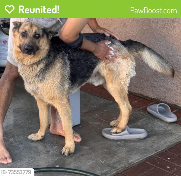 Reunited Male Dog last seen San Sevaine, Fontana, CA 92336