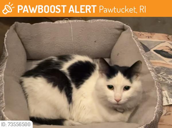 Found/Stray Female Cat last seen Hurley and forest ave, Pawtucket, RI 02860