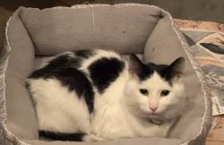 Found/Stray Female Cat last seen Hurley and forest ave, Pawtucket, RI 02860