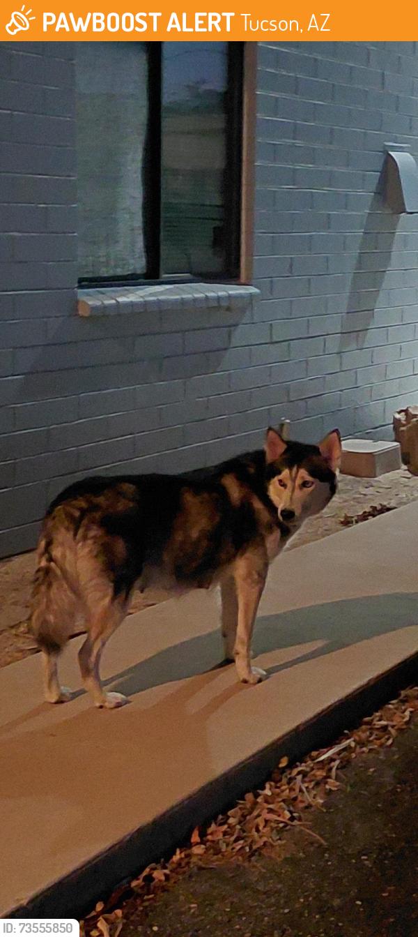 Found/Stray Female Dog last seen She was found in the Walmart parking lot on Broadway inbetween Alvernon and Country Club, Tucson, AZ 85712