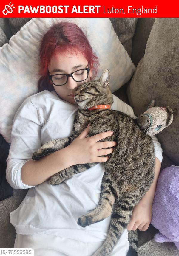 Lost Male Cat last seen luton n and Dunstable hosp and tessco, Luton, England 