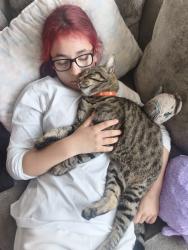 Lost Male Cat last seen luton n and Dunstable hosp and tessco, Luton, England 