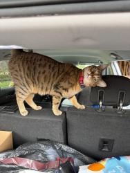 Reunited Female Cat last seen Home, 667 Euclid ave, Glen Ellyn, IL 60137