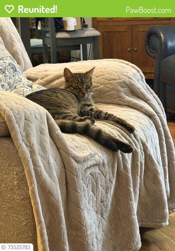 Reunited Male Cat last seen Davidson Concord rd, Davidson, NC 28036