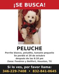Lost Male Dog last seen Fondren & bellfort, Houston, TX 77035