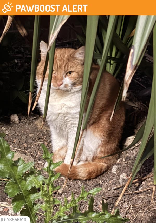 Found/Stray Unknown Cat last seen Cavendish Road, Greater London, England NW6 7XU