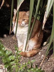 Found/Stray Unknown Cat last seen Cavendish Road, Greater London, England NW6 7XU