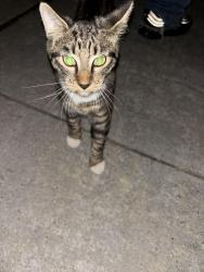 Found/Stray Unknown Cat last seen 41st garnett, Tulsa, OK 74146