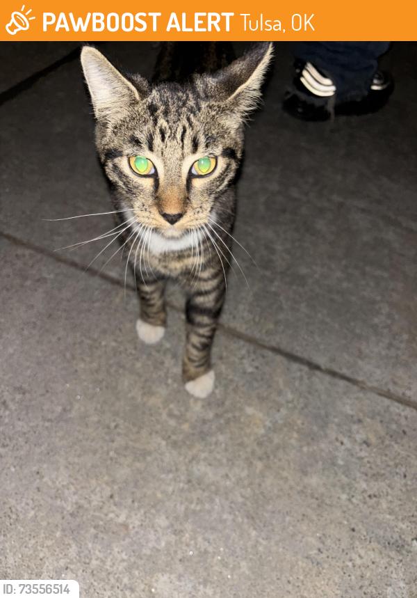 Found/Stray Unknown Cat last seen 41st garnett, Tulsa, OK 74146