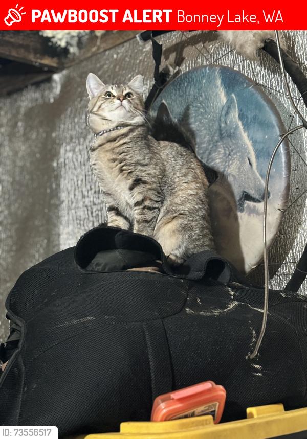 Lost Female Cat last seen rhododendron park, Bonney Lake, WA 98391