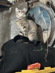 Lost Female Cat last seen rhododendron park, Bonney Lake, WA 98391