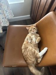 Reunited Male Cat last seen Butterflied ranch elementary, Chino Hills, CA 91708
