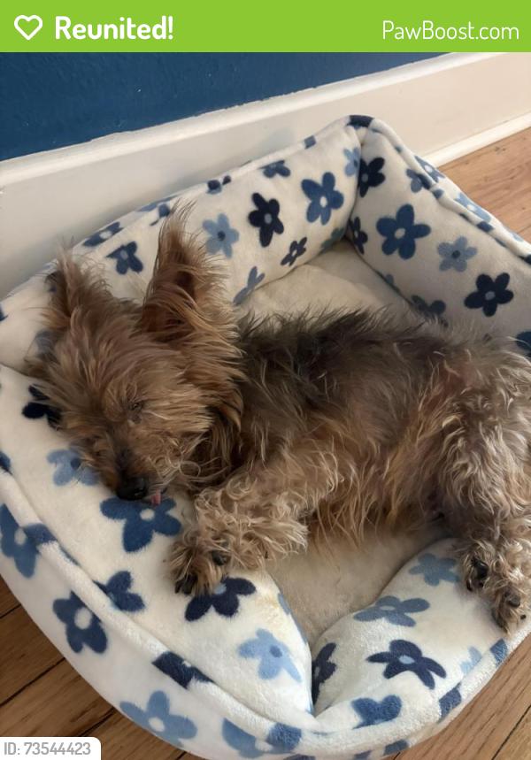 Reunited Male Dog last seen Lime street, Tarpon Springs, FL 34689
