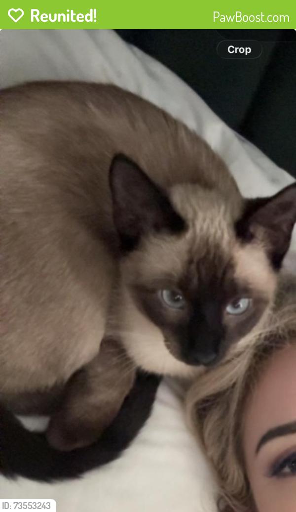 Reunited Female Cat last seen Justin, TX 76247, USA, Justin, TX 76247