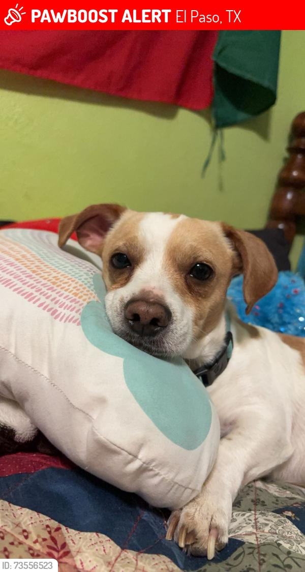 Lost Male Dog last seen Dyer, El Paso, TX 79904