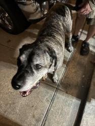 Reunited Male Dog last seen Bonds ranch, Fort Worth, TX 76131