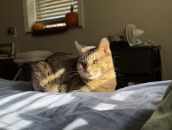 Lost Female Cat last seen W Steuben St & Walsh, Crafton, PA 15205