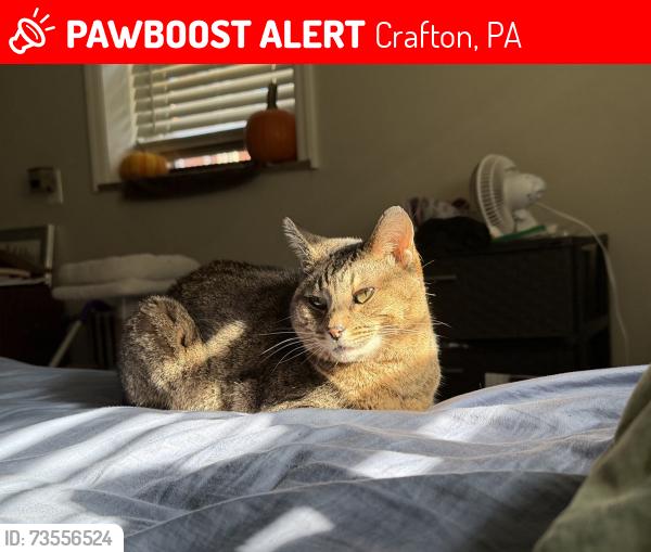 Lost Female Cat last seen W Steuben St & Walsh, Crafton, PA 15205