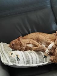 Reunited Male Cat last seen 5th ave Nth, Nampa, ID 83687