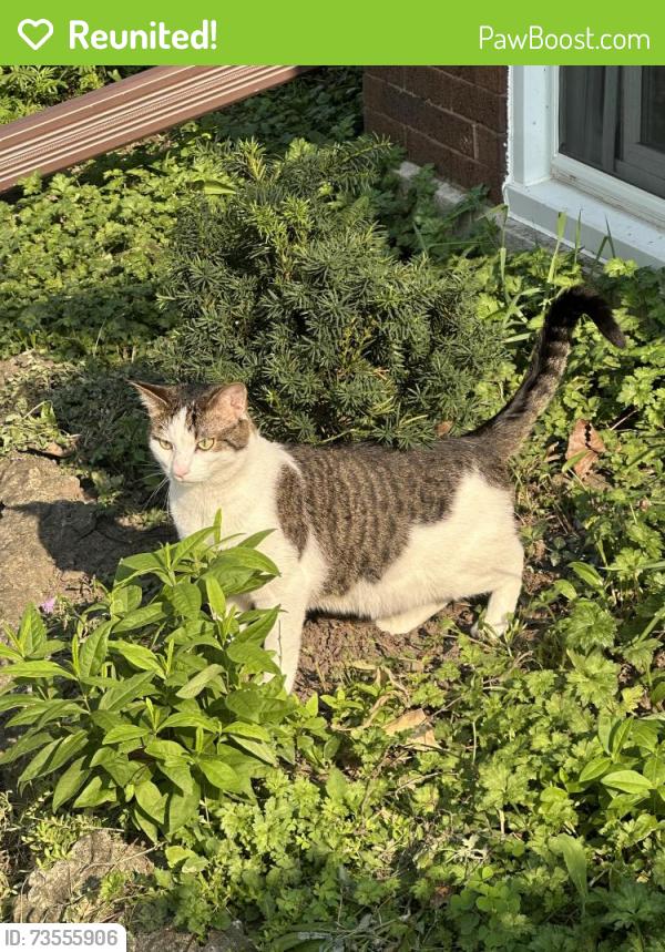 Reunited Male Cat last seen Irving park and Long, Chicago, IL 60641