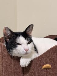 Lost Male Cat last seen Avenida Ede, Vila Isolina Mazzei, SP 02083-060